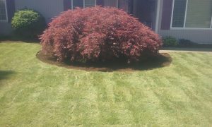 How about a beautiful new perennial rye sod lawn.